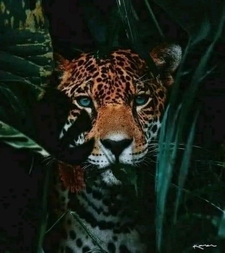 Best Wildlife Photography 📷