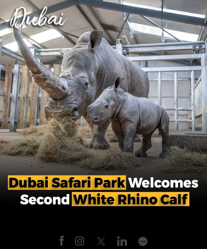 Dubai Safari Park celebrated the birth of its second endangered white rhino calf, a healthy male named Salam (meaning “peace”), born to mother Olive.