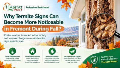 Why Termite Signs Can Become More Noticeable in Fremont During Fall...