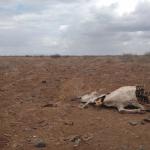 Kenyans In Drought Hit Areas Fear For The Worst Should Doctors Down Tools
