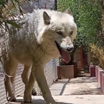 Mexico Police Seize Dozens Of Exotic Animals During Raid
