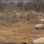 Uproar After Police Allegedly Shoot Dead Over 119 Cows In West Pokot