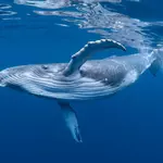 Whale Biologist's Lesson: Emotional Intelligence and Managing People