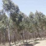 Vihiga's Plan To Uproot Eucalyptus Unstoppable