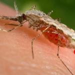Why New species Of Invasive Mosquito Should Worry You
