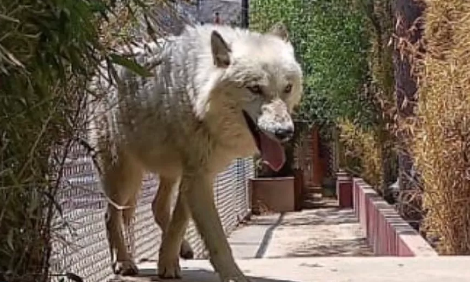 Mexico Police Seize Dozens Of Exotic Animals During Raid