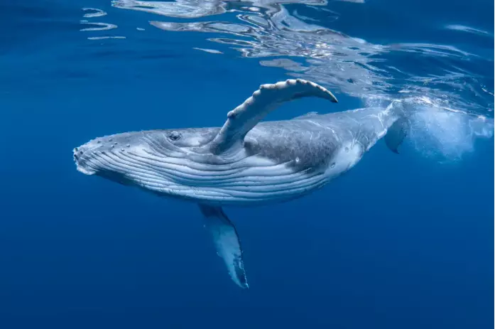 Whale Biologist's Lesson: Emotional Intelligence and Managing People