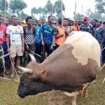 Put Up Bullfighting Stadiums To Avert Deaths, Enthusiasts Urge Kakamega