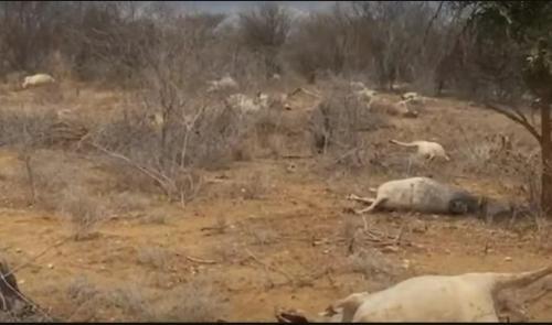 Uproar After Police Allegedly Shoot Dead Over 119 Cows In West Pokot