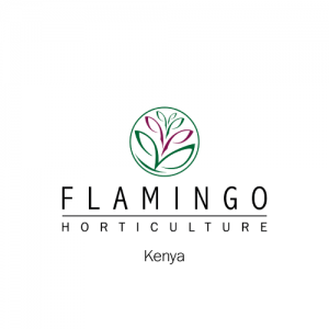 Flamingo Horticulture Hiring Packhouse Operations Manager