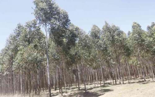 Vihiga's Plan To Uproot Eucalyptus Unstoppable