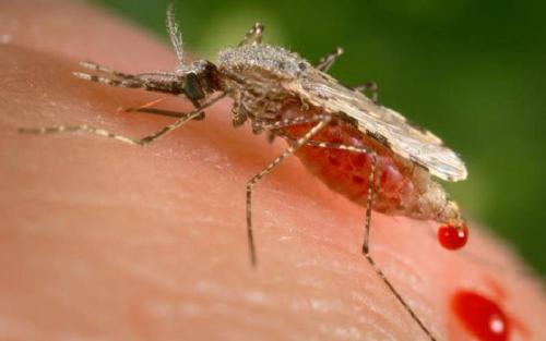 Why New species Of Invasive Mosquito Should Worry You