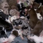 Dog Gives Birth To 21 Puppies In 27 Hours