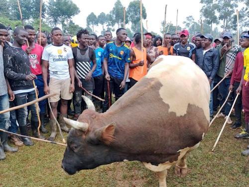 Put Up Bullfighting Stadiums To Avert Deaths, Enthusiasts Urge Kakamega