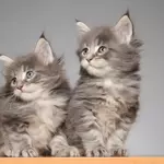 Available Maine Coon Kittens in Oregon | NW Coonies