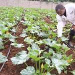 Bleak Future As Farmers Fight Nature Damage, Climate Change