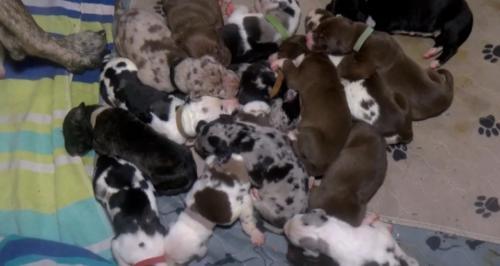 Dog Gives Birth To 21 Puppies In 27 Hours