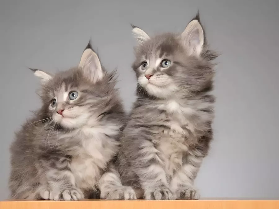 Available Maine Coon Kittens in Oregon and How to Choose the Right One