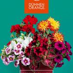 Dummen Orange Hiring Team Leader – Cold Room