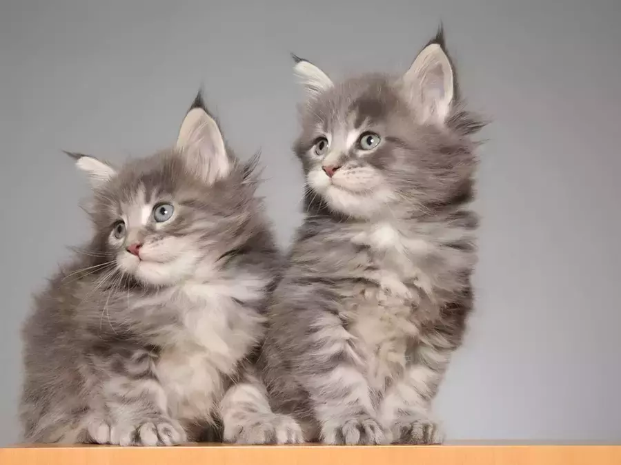 Available Maine Coon Kittens in Oregon | NW Coonies