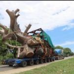 Petitioner Sues Government Over Uprooting Of Baobab Trees In Kilifi