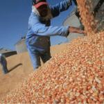 Kenyans Subjected To Worst Misinformation On GMOs, Study Finds