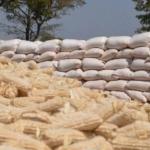 Maize Shortage: 10 Millers Forced To Shut Down As Unga Prices Projected To Rise
