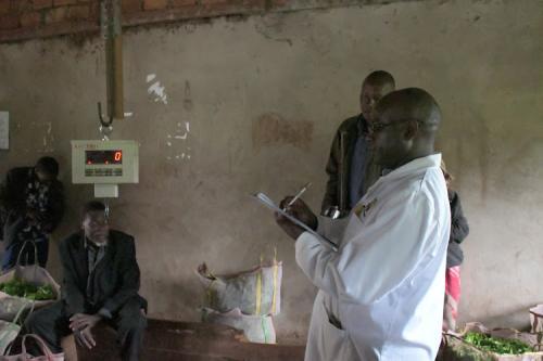 Tea Board Catches Buyers Swindling Kisii, Nyamira Farmers