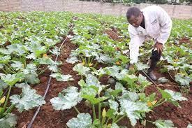 Bleak Future As Farmers Fight Nature Damage, Climate Change