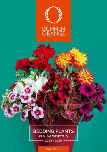 Dummen Orange Hiring Team Leader – Cold Room
