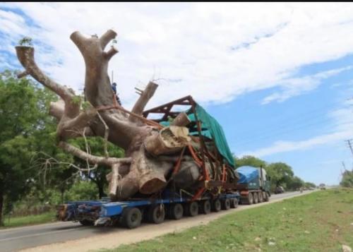 Petitioner Sues Government Over Uprooting Of Baobab Trees In Kilifi