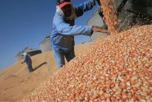 Kenyans Subjected To Worst Misinformation On GMOs, Study Finds