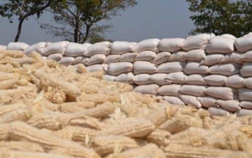 Maize Shortage: 10 Millers Forced To Shut Down As Unga Prices Projected To Rise