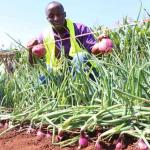How To Grow Onions From Seeds