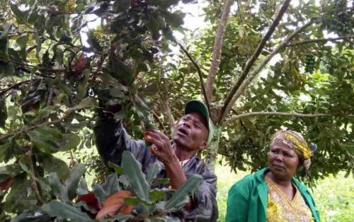 Insurance Firm AIG To Pay Sh48m For Shipment Of Nuts Rejected In US