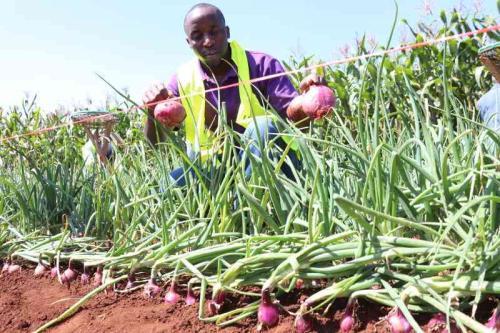 How To Grow Onions From Seeds