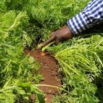 A-Z Of Growing Healthy Carrots