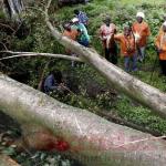 Mixed Reactions After A Mugumo Tree Goes Up In Flames In Kiambu County