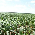 Concerns As Government Lifts Ban On Growing Maize In Forests