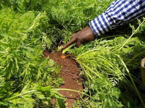 A-Z Of Growing Healthy Carrots