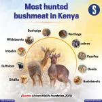 Most Hunted Bushmeat In Kenya