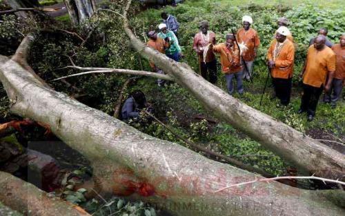 Mixed Reactions After A Mugumo Tree Goes Up In Flames In Kiambu County