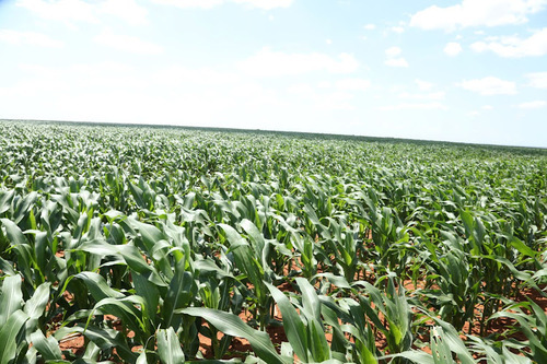 Concerns As Government Lifts Ban On Growing Maize In Forests
