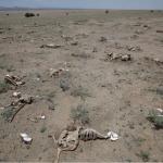Child Eaten By Hyena As Drought Ravages Marsabit