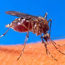 Details Of New Mosquito Breed Affecting Kenyans