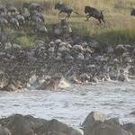 Alarm Over Wildlife Loss As Livestock Take Over Iconic Maasai Mara