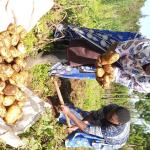 Major Towns Hit By Acute Shortage Of Fresh Produce