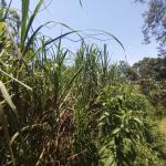 Big Win For Sugarcane Farmers As Millers Increase Cane Prices