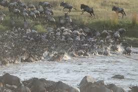 Alarm Over Wildlife Loss As Livestock Take Over Iconic Maasai Mara