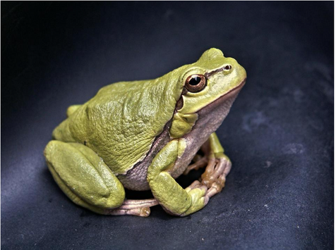 Eat That Frog: Brian Tracy’s Key to Productivity